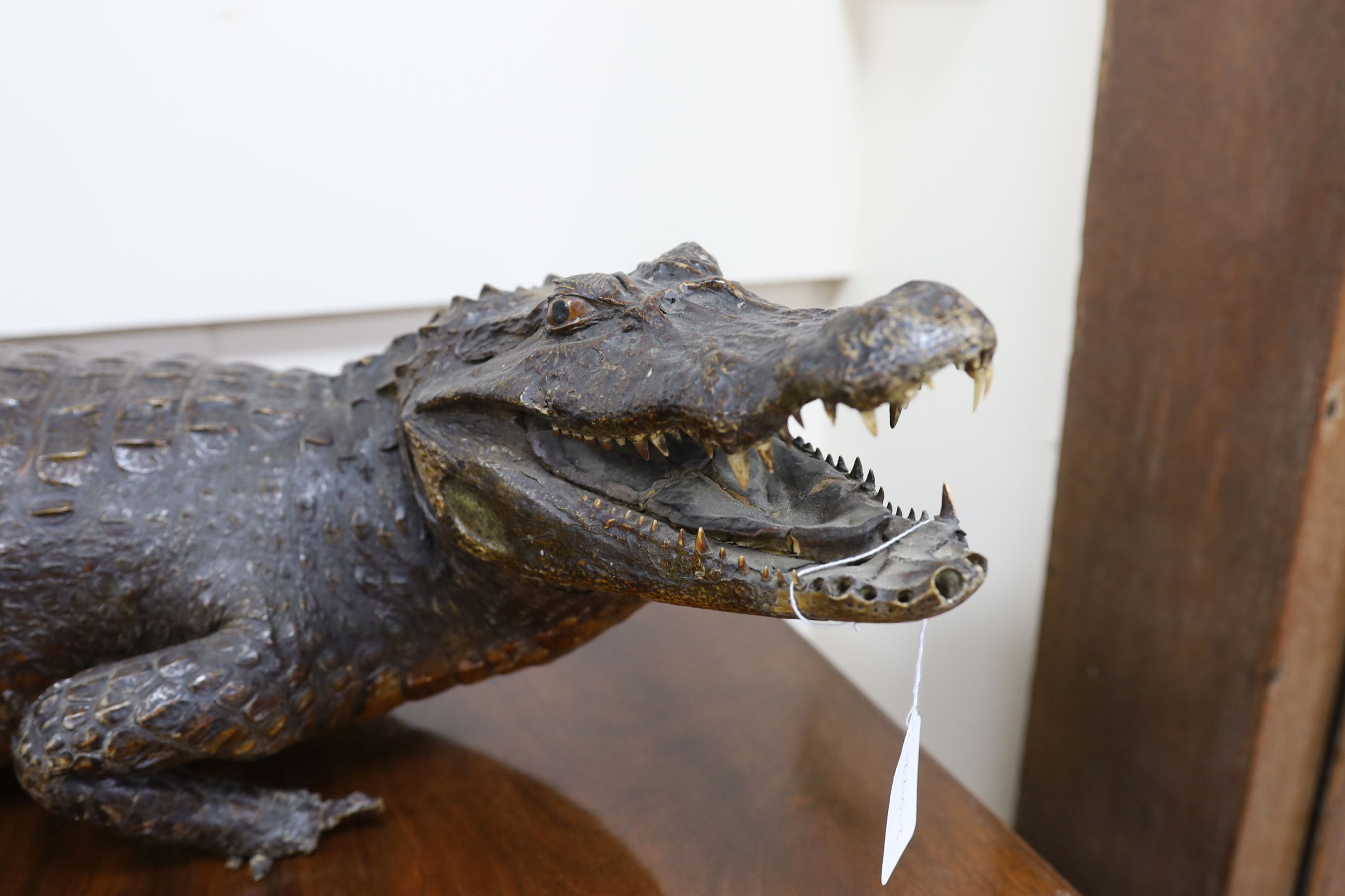 A taxidermy late 19th century Nile crocodile, approximately 92cm long